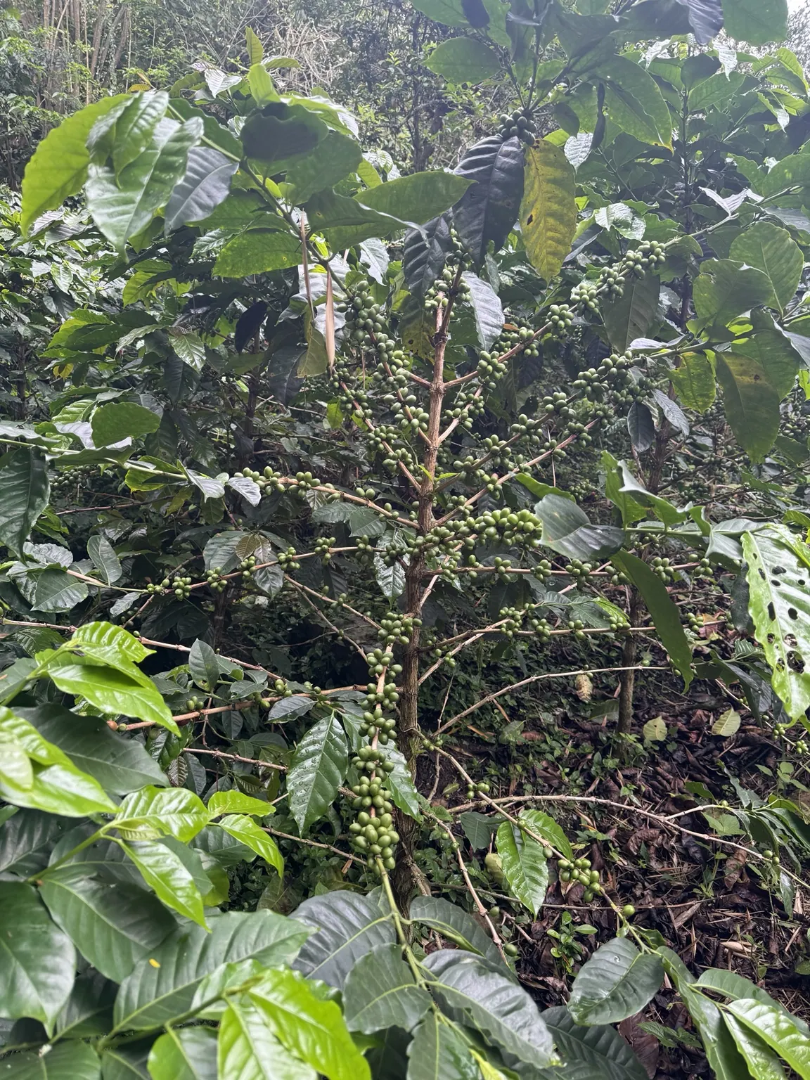 Cafetales reales del Quindío, imagen de referencia mientras recibimos fotografías específicas de Finca El Regalo