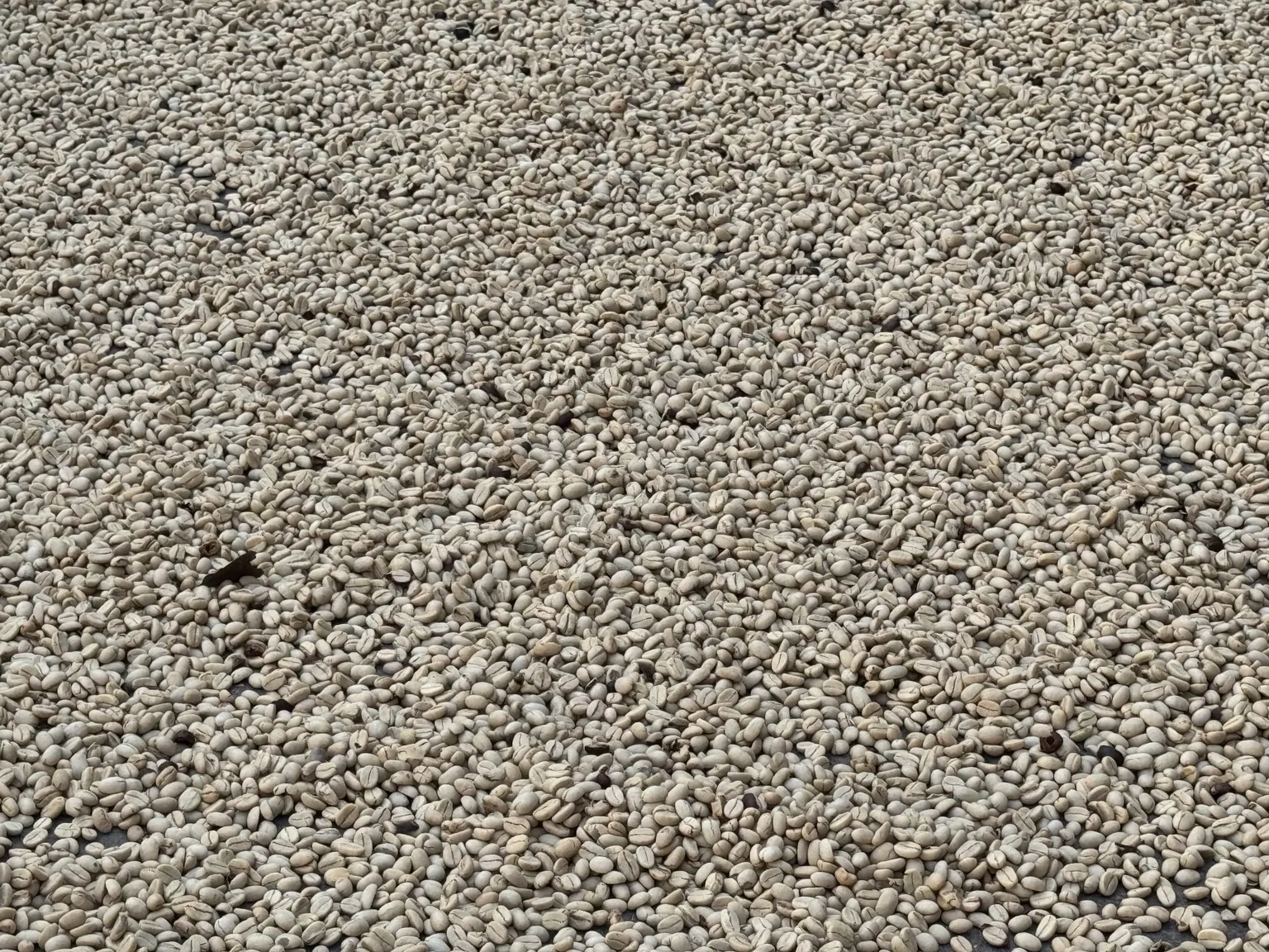 Granos de café durante el secado