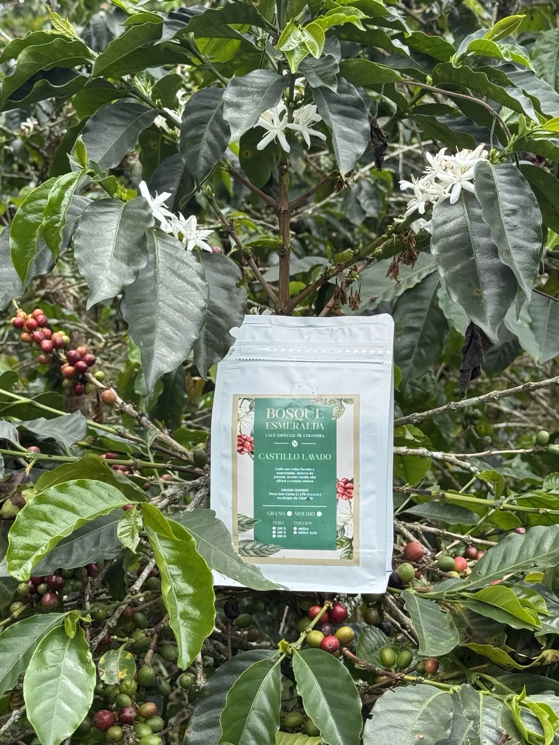 Bolsa de café Castillo Lavado de Bosque Esmeralda entre cafetales reales