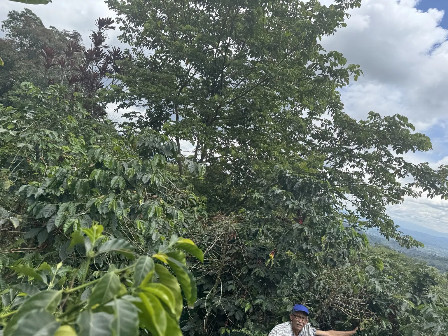 Paisaje cafetero de San Carlos