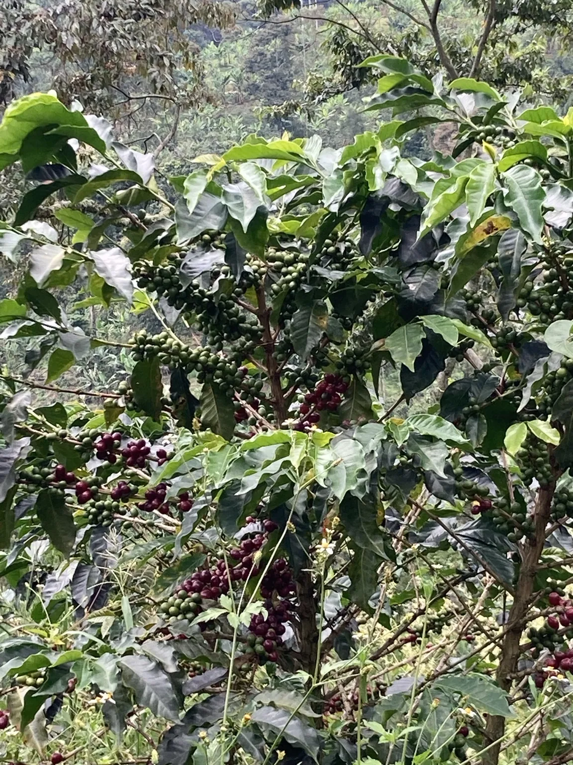 Cerezas maduras de café